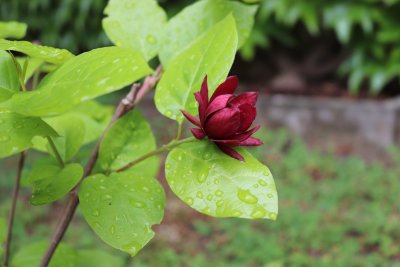 Cylycanthus x raultonii 'Hartlage Wine' - sazaník Raulstonův - květ 2